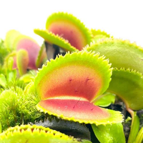 COZBSmaKTrNdBjtPdozJ.jpg COZBSmaKTrNdBjtPdozJ.jpg