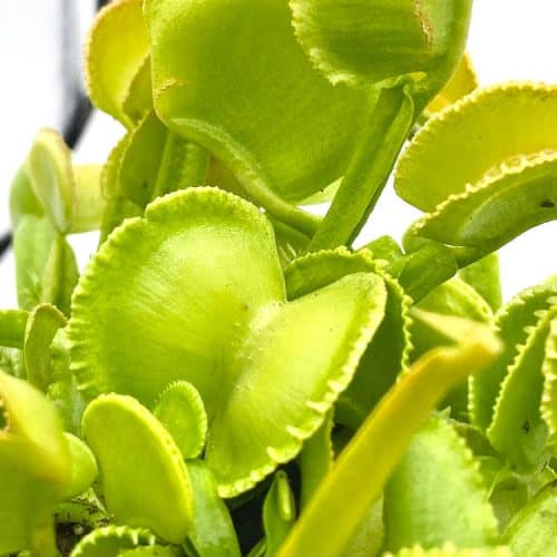 CYlYTOA7ZQyxfnqNyFXg-1.jpg CYlYTOA7ZQyxfnqNyFXg-1.jpg