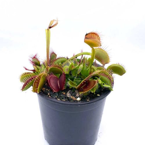 Ccn9RyEe42hM8cBizcxD.jpg Ccn9RyEe42hM8cBizcxD.jpg