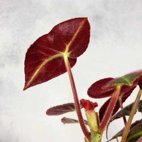 ClGumWK0rboFjnjMZUvV.jpg ClGumWK0rboFjnjMZUvV.jpg