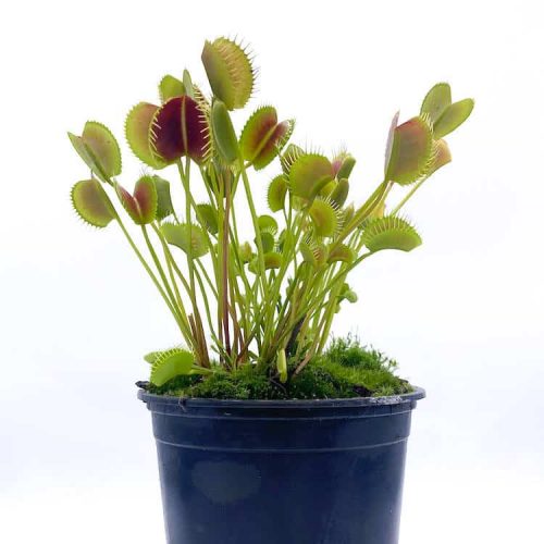 CpoCmaAqdu4TZNmCbOpg.jpg CpoCmaAqdu4TZNmCbOpg.jpg