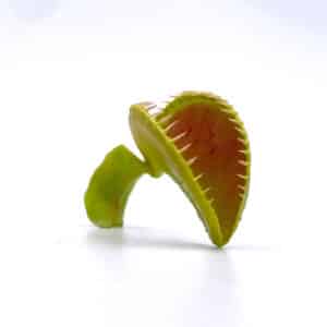 Dionaea muscipula "Alien"