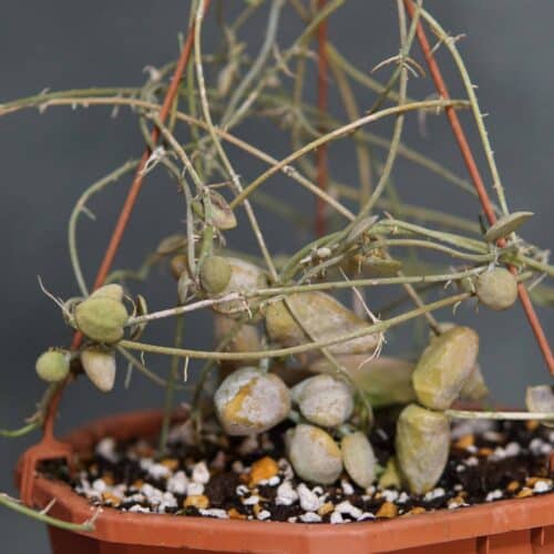 Cvfv9ciS55RudL16aiFR.jpg Cvfv9ciS55RudL16aiFR.jpg