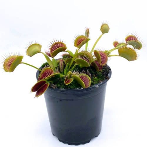 D3aLxNFO0JNgGkeaahMQ-1.jpg D3aLxNFO0JNgGkeaahMQ-1.jpg