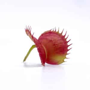 Dionaea muscipula "CK Rottweiler"