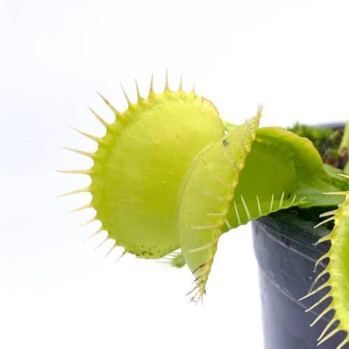 D64T5Nungur7wSudEoTU.jpg D64T5Nungur7wSudEoTU.jpg