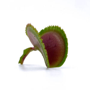 Dionaea muscipula "Dentata"ﾠ