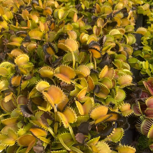 DHFjjG5ZMVlKdWdtuAtG.jpg DHFjjG5ZMVlKdWdtuAtG.jpg