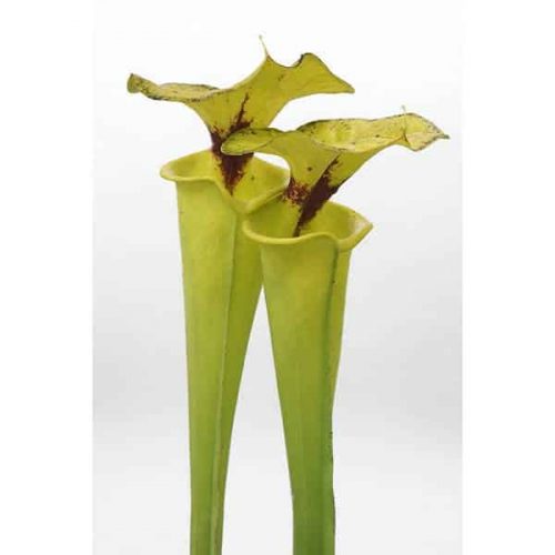 DQgm85BI4bIuMB8Y2slF.jpg DQgm85BI4bIuMB8Y2slF.jpg