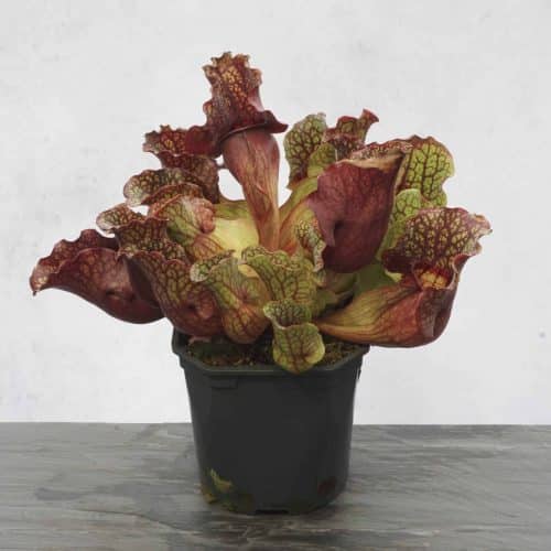 DS5YoBVho3ZbRwko22uS.jpg DS5YoBVho3ZbRwko22uS.jpg