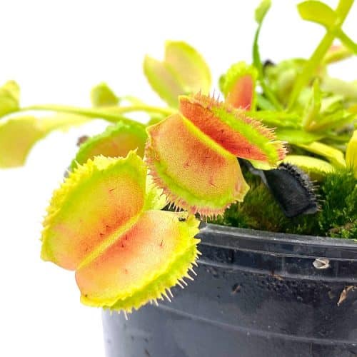 DTinL4iY7ziXbGYaKaCK-1.jpg DTinL4iY7ziXbGYaKaCK-1.jpg