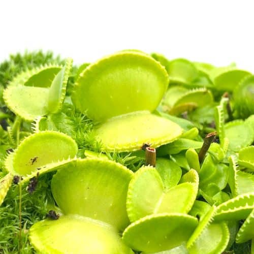 DVzMi8AJqp5pXi81rppX-1.jpg DVzMi8AJqp5pXi81rppX-1.jpg