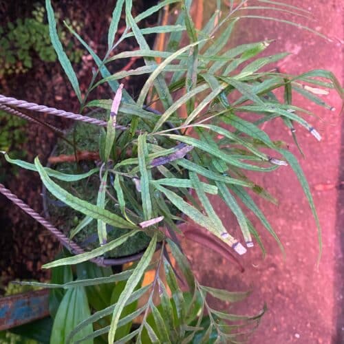 DYs5H3kFiiYzbYViYt6m.jpg DYs5H3kFiiYzbYViYt6m.jpg