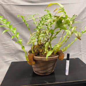 Aglaomorpha brooksii