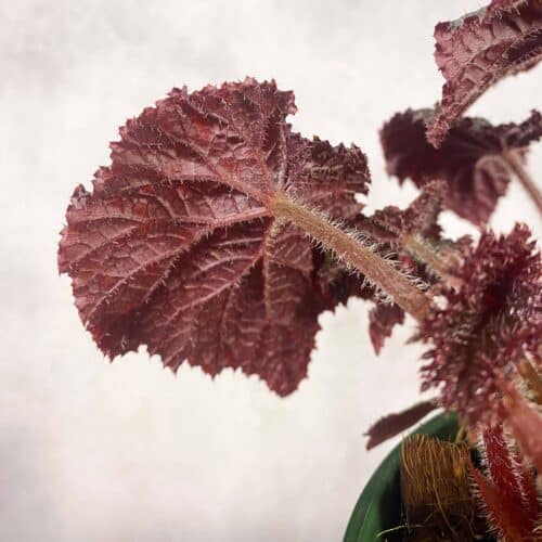 Dm4P5bhqUigRtkoTLVCZ.jpg Dm4P5bhqUigRtkoTLVCZ.jpg