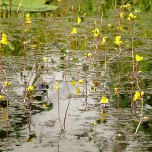 Utricularia australis