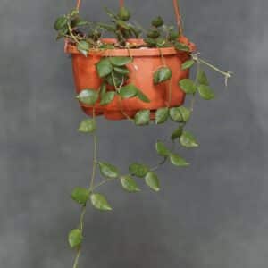 Dischidia hirsuta