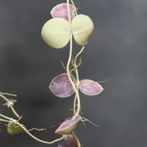 Dp2sjLu2dl2QrAFZfPwL.jpg Dp2sjLu2dl2QrAFZfPwL.jpg