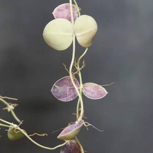 Dp2sjLu2dl2QrAFZfPwL.jpg Dp2sjLu2dl2QrAFZfPwL.jpg