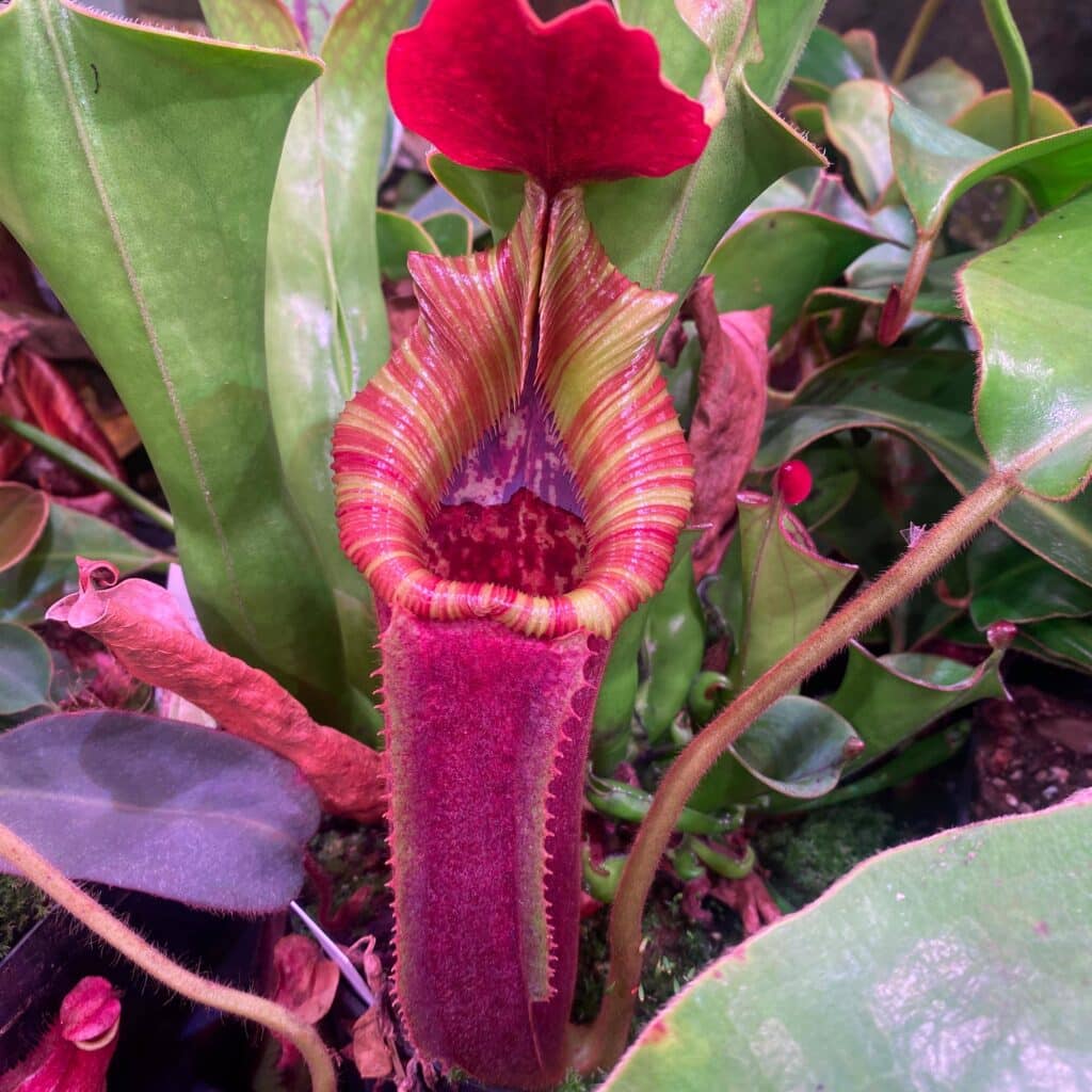 carnivorsandmore &ndash; Deine Quelle für seltene Pflanzen