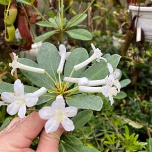 Rhododendron loranthiflorum (sold as jasminiflorum)