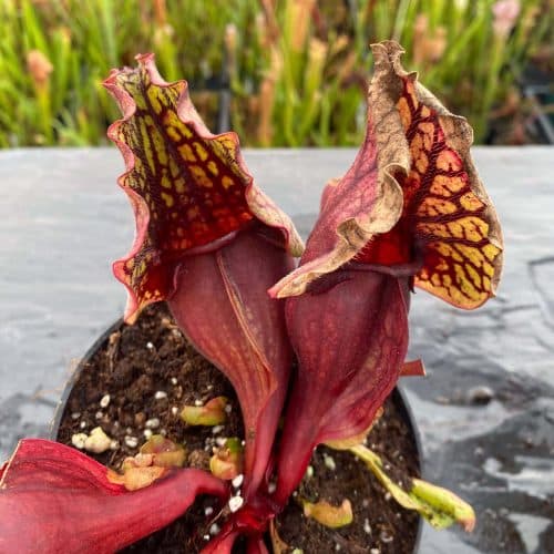 DuZ7lOre16y2I0jNjhVR.jpg DuZ7lOre16y2I0jNjhVR.jpg