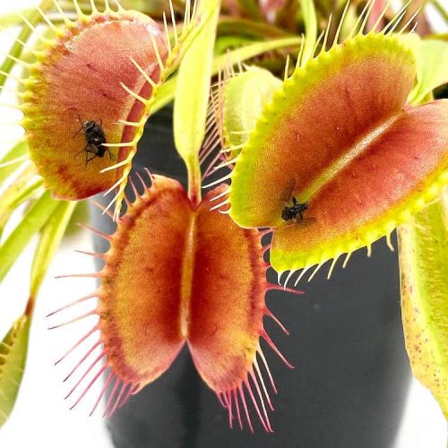 E3cswT1nzDKXkn8r4DWq.jpg E3cswT1nzDKXkn8r4DWq.jpg