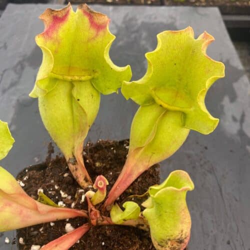 ELDgs1CkyMtKIr6rNORY.jpg ELDgs1CkyMtKIr6rNORY.jpg