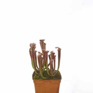 Sarracenia rubra ssp. rubra, nr. Sneads Ferry, Onslow Co, NCﾠ