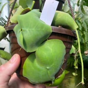 Dischidia imbricataﾠ