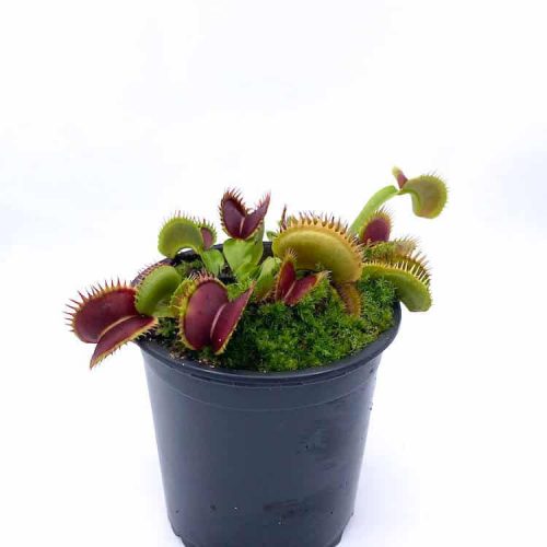 ETOKuxcg5SfZQQYgiWr5.jpg ETOKuxcg5SfZQQYgiWr5.jpg