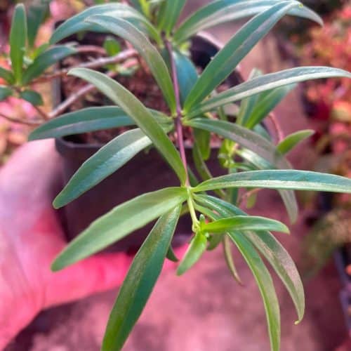 EUdLqTUf8o55pJ3p3un8.jpg EUdLqTUf8o55pJ3p3un8.jpg