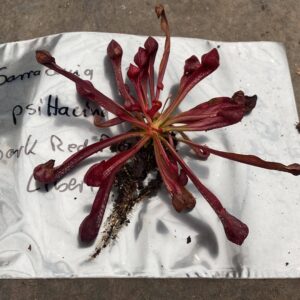 Sarracenia psittacina var. okefenokeensis "Dark red plant", Liberty Co