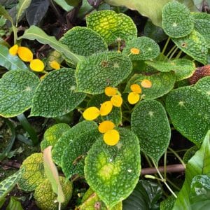 Begonia microsperma