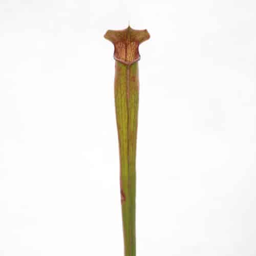 EgrxPwi2CnO0tDRHG13e.jpg EgrxPwi2CnO0tDRHG13e.jpg