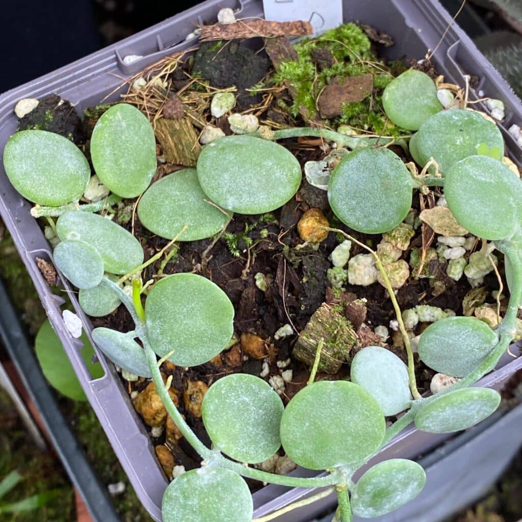 carnivorsandmore – Deine Quelle für seltene Pflanzen Dischidia nummularia "Silver"