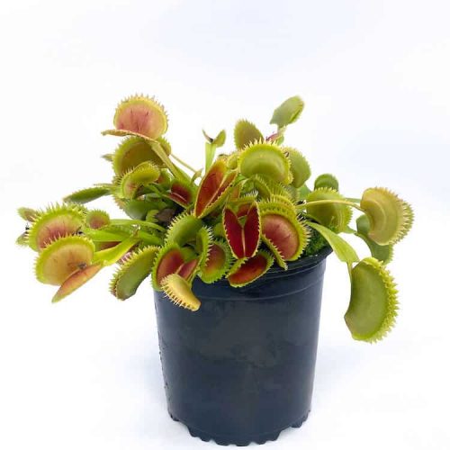 Enywu1YvnArVZ10CxO0S.jpg Enywu1YvnArVZ10CxO0S.jpg