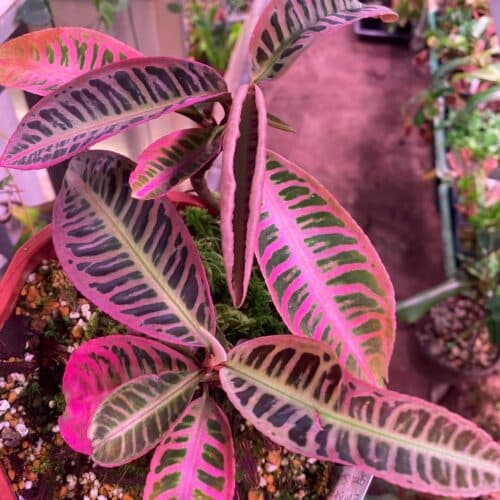 EomcQAUdFJMNwMOY6I74.jpg EomcQAUdFJMNwMOY6I74.jpg