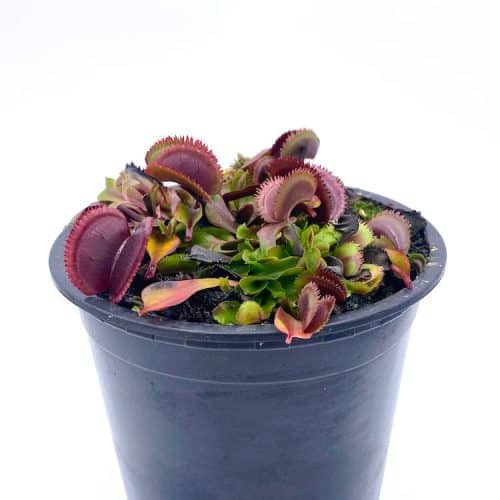 ErusR8apVZo5jJ98DtCb-1.jpg ErusR8apVZo5jJ98DtCb-1.jpg