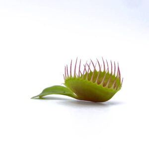 Dionaea muscipula "CK Cup Trap New Clone"