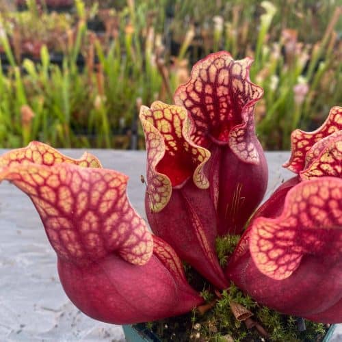 F4MMr4DdBPRc5uYVMRIL.jpg F4MMr4DdBPRc5uYVMRIL.jpg