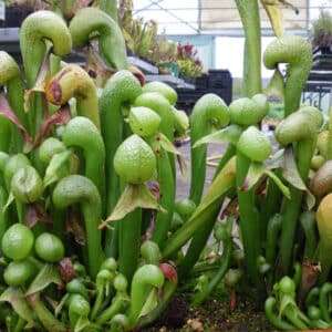 Darlingtonia