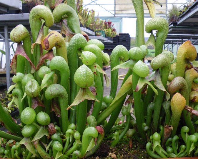Karnivoren - darlingtonia