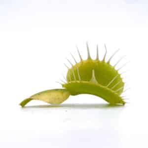 Dionaea muscipula "CK Yellow Fused Teeth, new clone"