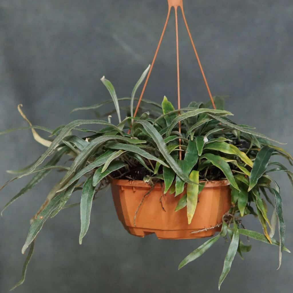carnivorsandmore – Deine Quelle für seltene Pflanzen Pyrrosia lancifolia