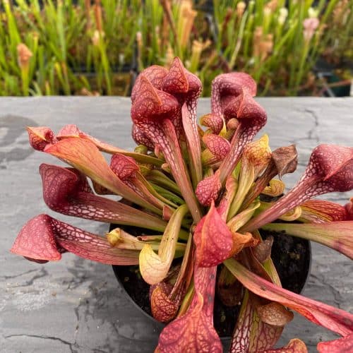 FKOeL7w70W9dyXERAogR.jpg FKOeL7w70W9dyXERAogR.jpg