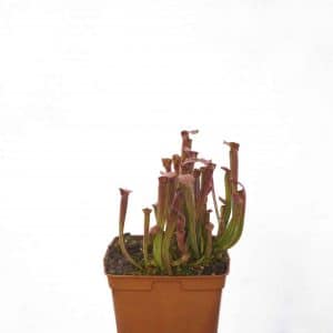 Sarracenia rubra ssp. rubra, Ash Co.