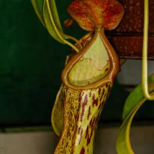 Nepenthes biak (insignis), unrooted cutting, 30 cm