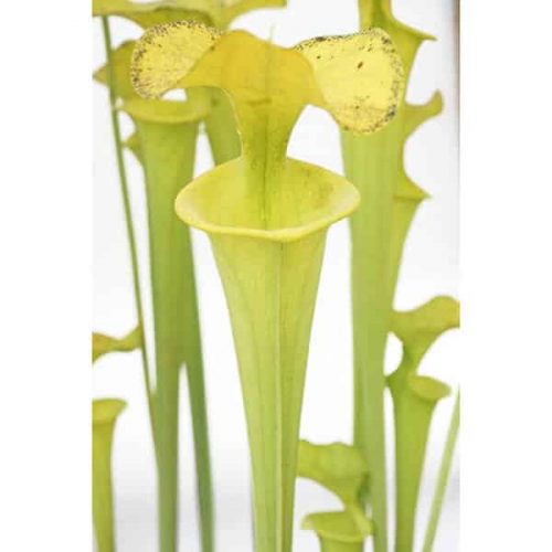 FMeOyqkzIZJ7BmXAadJE.jpg FMeOyqkzIZJ7BmXAadJE.jpg