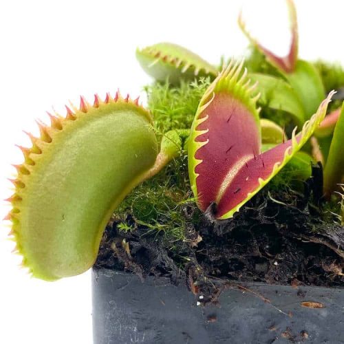 FNuORI4DOtwtrRLF0dtw.jpg FNuORI4DOtwtrRLF0dtw.jpg